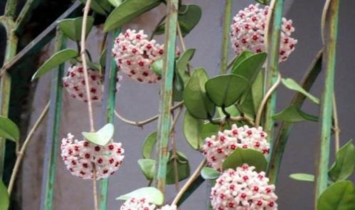 香雪球 四季常開，芳香獨(dú)特的藤本花卉