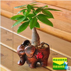 郵樂網(wǎng)花卉種子大全 報(bào)價(jià)、圖片與選購指南