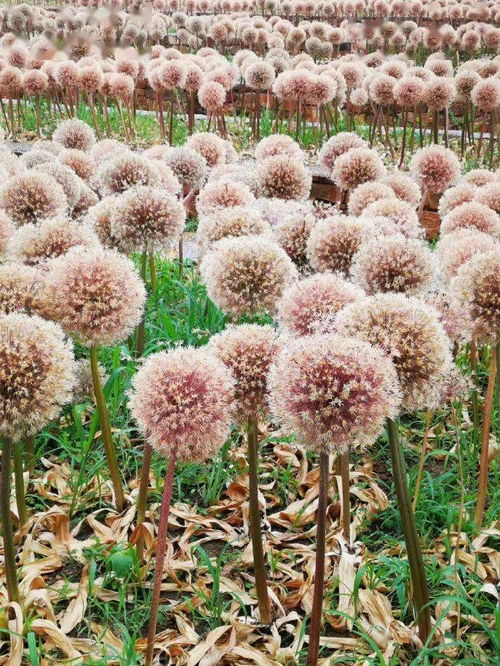 趣味植物開花成球團(tuán)團(tuán)圓圓，這10種花卉種子給你帶來新年福氣