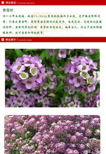 旺童花種子香雪球 陽臺(tái)花卉種植的經(jīng)濟(jì)之選