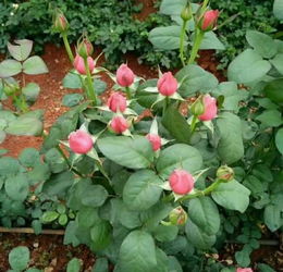昆明東川區(qū)優(yōu)質(zhì)玫瑰花苗選購(gòu)指南 聚焦夏春花卉與種子選擇