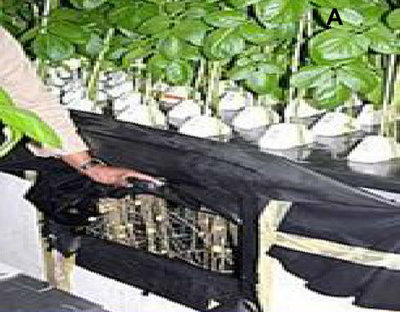 馬鈴薯種子的革命 氣霧增殖技術(shù)引領(lǐng)工廠化育苗新時(shí)代
