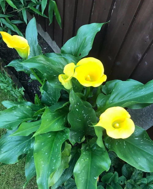 12種耐陰花，顏值爆表又好養(yǎng)，比綠蘿吊蘭美一萬(wàn)倍