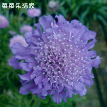 選擇比努力更重要 揭開(kāi)“a種子”花卉栽培的全方位指南