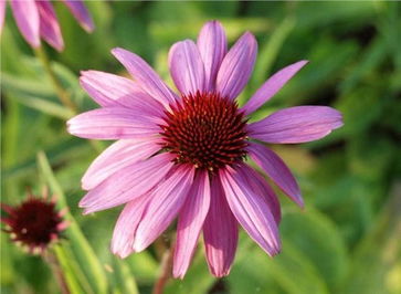 山東松果菊批發(fā)行情分析 以青州九鼎花卉園藝場(chǎng)為例